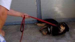 Cesar Millan's Leader of the Pack Saving Sophia