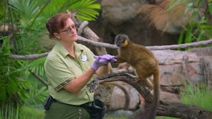 One Day at Disney Kris Becker: Animal Keeper