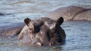 Nature Hippos: Africa's River Giants