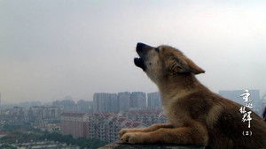 Return to the Wolves 10th Anniversary Special Season 1 : Episode 2 