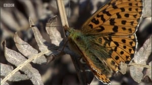 A Year in the Wild The New Forest