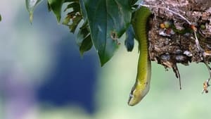 Mysteries of the Mekong Laos: The Mountain Wilds