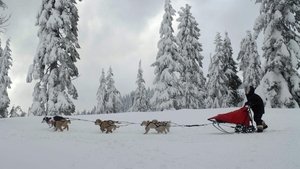 Snow Buddies