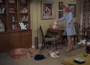 Bewitched Season 5 Episode 20