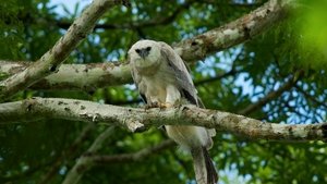 Nature Jungle Eagle