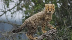 Usana the Cheetah Cub