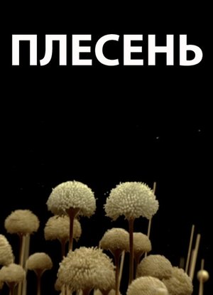 Poster Плесень 2009