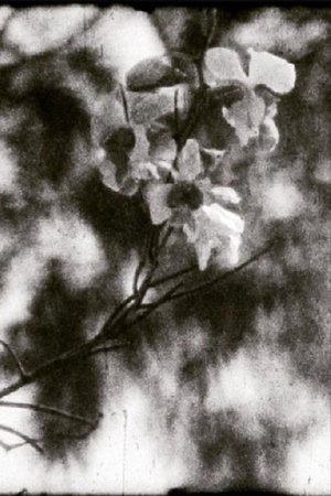 A Thousand Days, A Thousand Nights (2025)