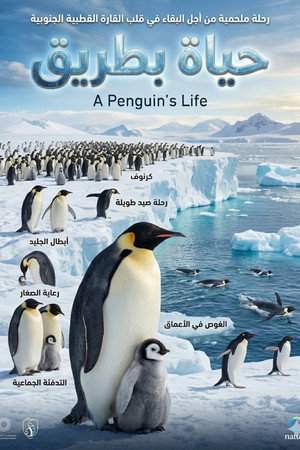 A Penguin's Life