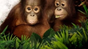poster Orangutan Jungle School