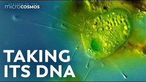 How We Got The DNA From This Extremely Rare Ciliate still