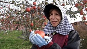 Where We Call Home American Taste, Japanese Apples