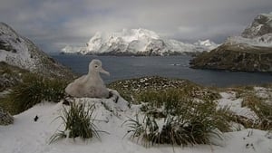 South Georgia: an Island All Alone