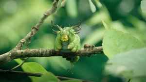 Minuscule 2 – Les mandibules du bout du monde