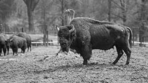 The American Buffalo Into the Storm