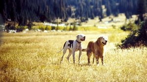 Ein tierisches Trio – Wieder unterwegs