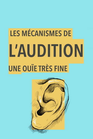 Les mécanismes de l'audition, une ouïe très fine