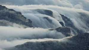 Table Cloth, brouillard nourricier d’Afrique du Sud