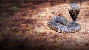 Secrets of the King Cobra