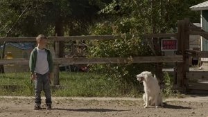 The Stray (2017) HD 1080p Latino