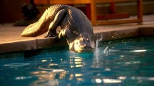 CSI: Miami 9 – Episodio 10