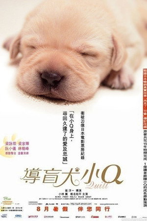 导盲犬小Q