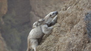 Prehistoric Planet Season 3 Episode 3