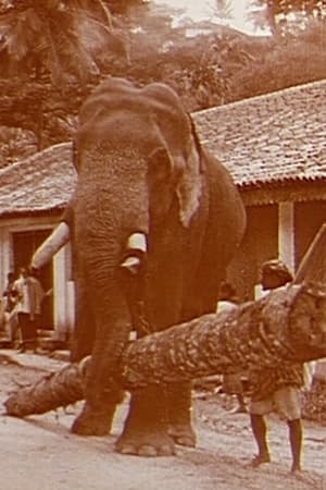 Le travail des éléphants