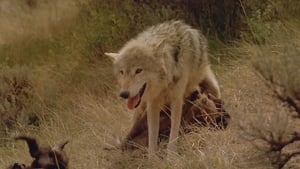 IMAX Nature - Le loup film complet
