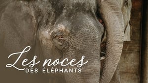 Les noces des éléphants