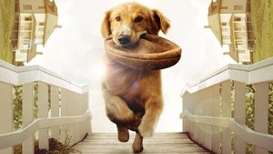 A Dog’s Purpose 2017