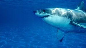 Counting Jaws (2022)