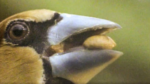 The Life of Birds: 1×3