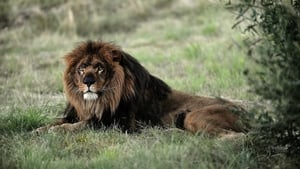 Natural Killers - Löwen film complet