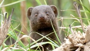 Sensational Animal Senses