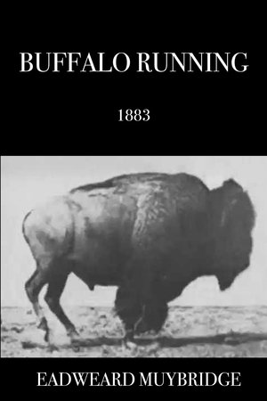 Buffalo Running