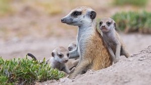 Meerkat Manor: Rise of the Dynasty Location, Location, Location