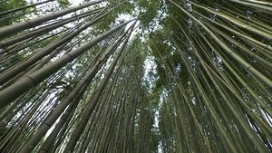 Bamboo