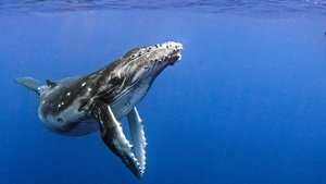 Humpback Whales: A Detective Story