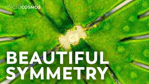 Desmids: The Symmetrical Algae That's Full of Crystals still