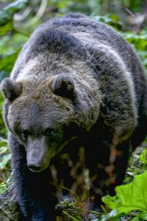 Nonton film In the Heart of the Carpathians: The Kingdom of the Bear (2022) terbaru sub indo Nonton film In the Heart of the Carpathians: The Kingdom of the Bear (2022) terbaru sub indo