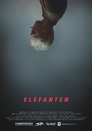Poster Elefanten 2017