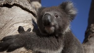 Nature: Season 34 Episode 1