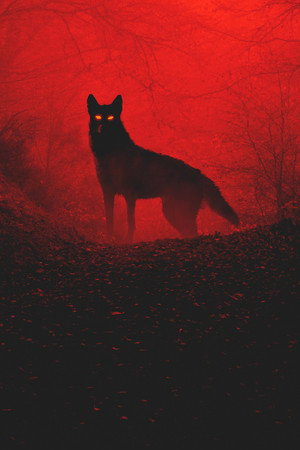 Rabid 7