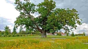 Le génie des arbres