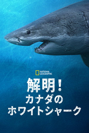 Sharks of the North