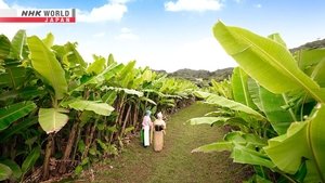 Journeys in Japan: 13×18