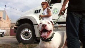 Pit Bulls and Parolees Perfect Match