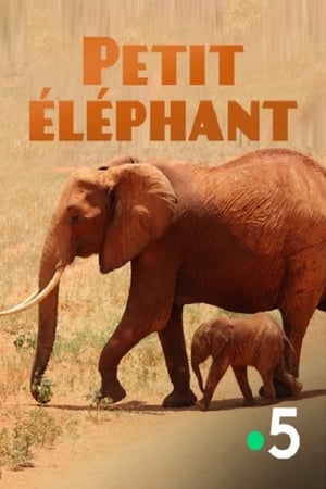 Poster Petit éléphant 2015