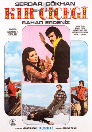 Image Kır Çiçeği